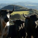 Los Maños. Camada 2020