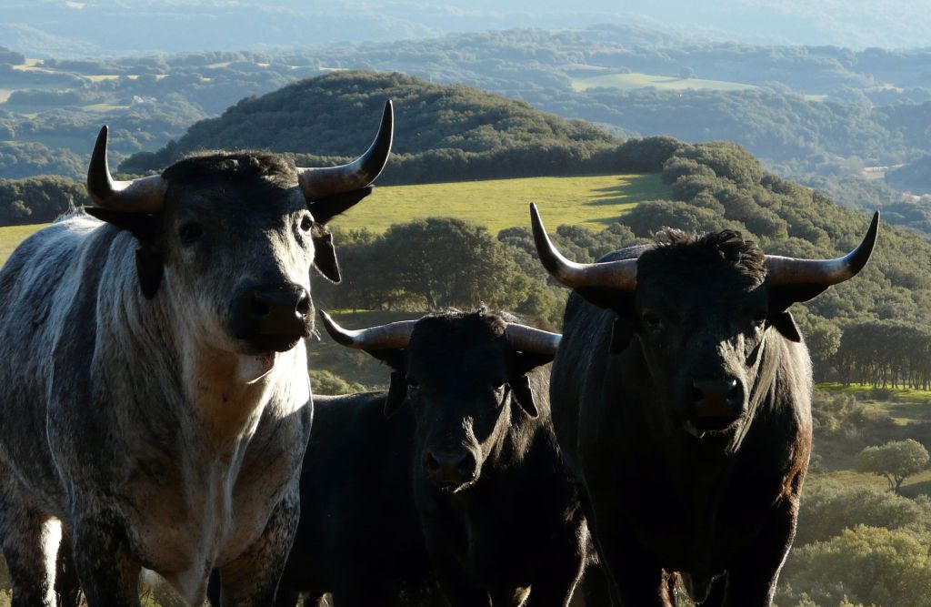 Los Maños. Camada 2020