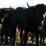 Los Maños. Camada 2020