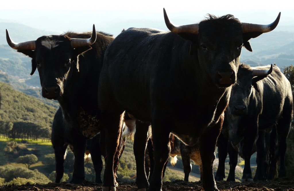 Los Maños. Camada 2020
