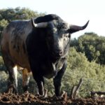 Los Maños. Camada 2020