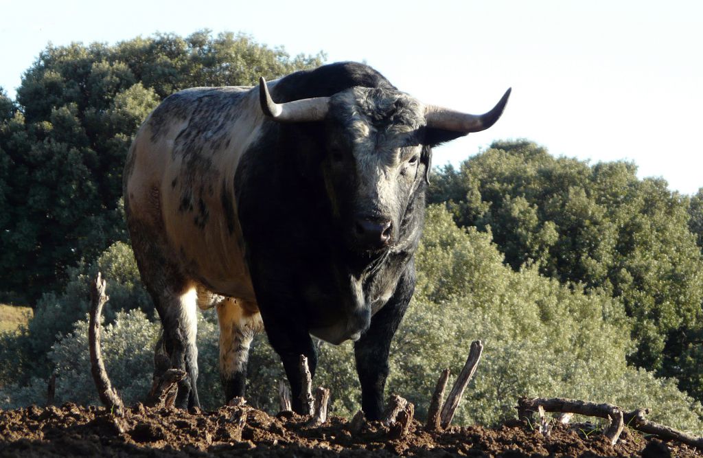 Los Maños. Camada 2020