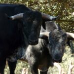 Los Maños. Camada 2020