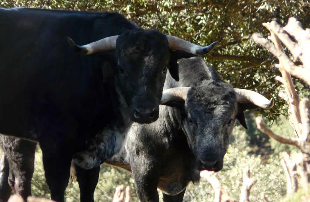 Los Maños. Camada 2020