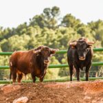 Toros en la ganadería castellonense de Daniel Ramos