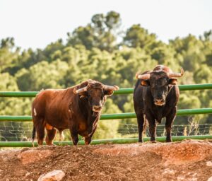 Toros en la ganadería castellonense de Daniel Ramos