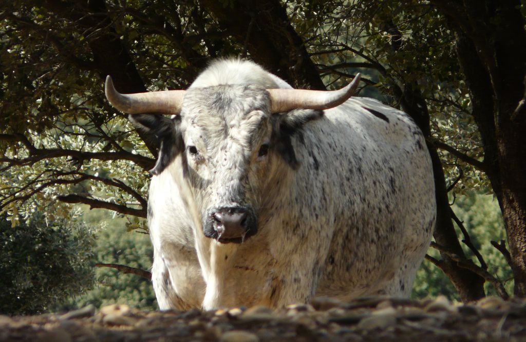 Los Maños. Camada 2020