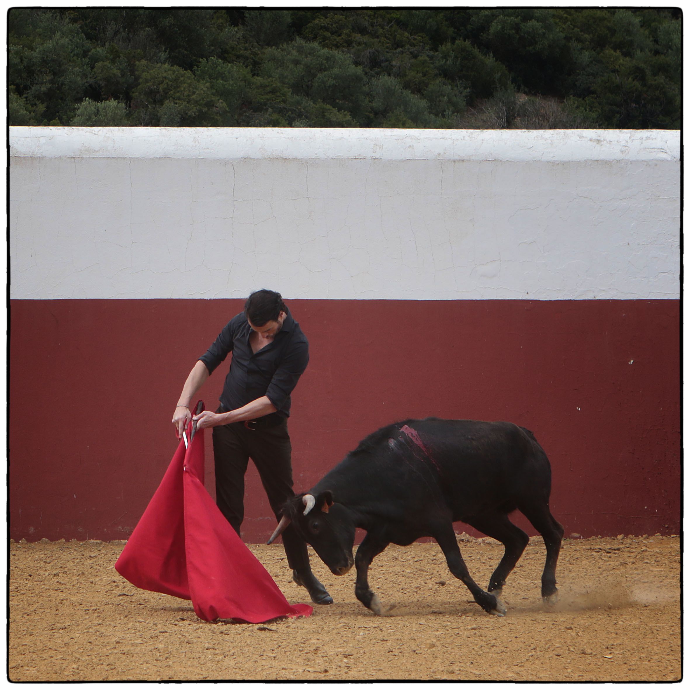 Tentadero en confinamiento en Fuente Ymbro.