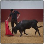 Tentadero en confinamiento en Fuente Ymbro.