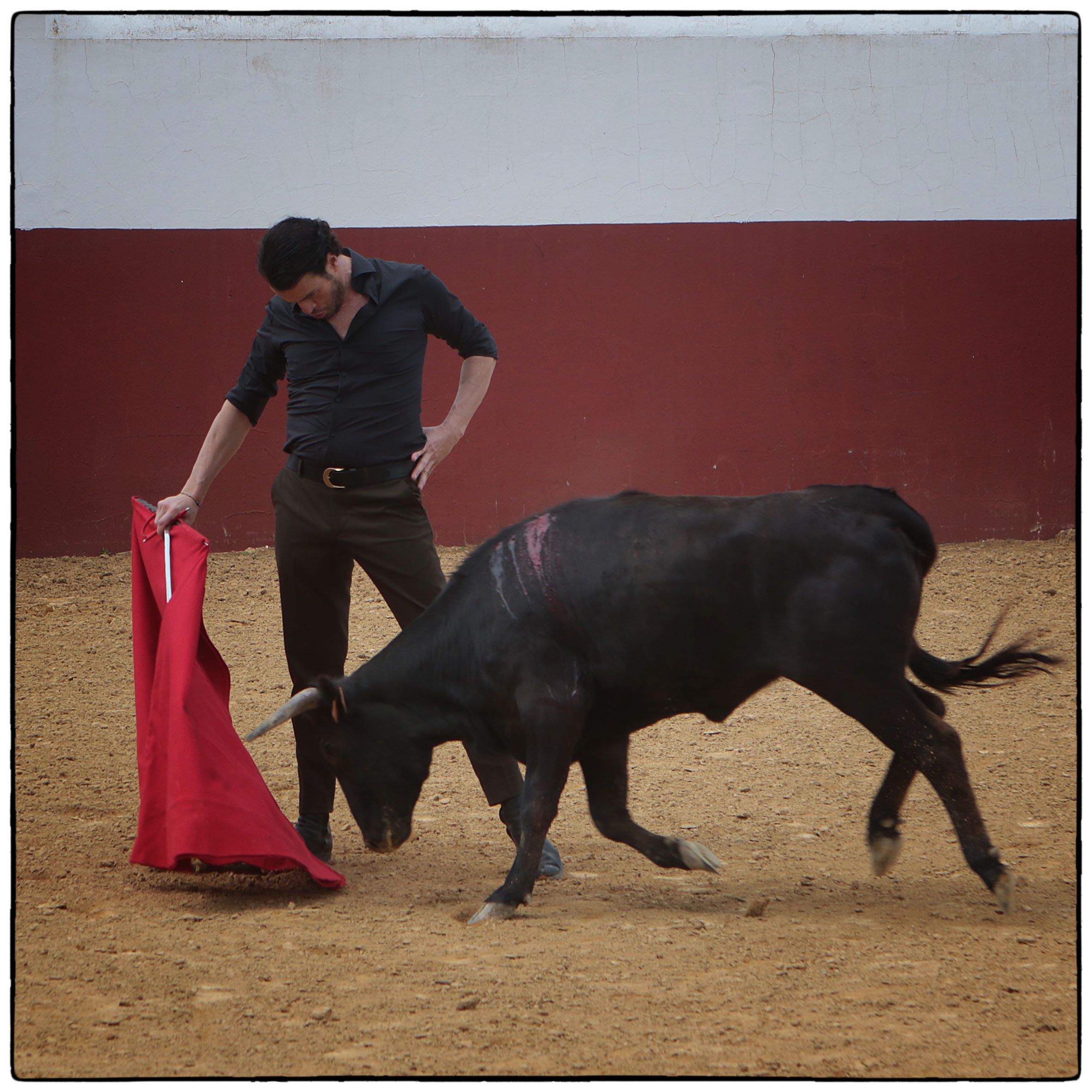 Tentadero en confinamiento en Fuente Ymbro.
