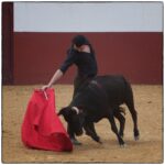 Tentadero en confinamiento en Fuente Ymbro.