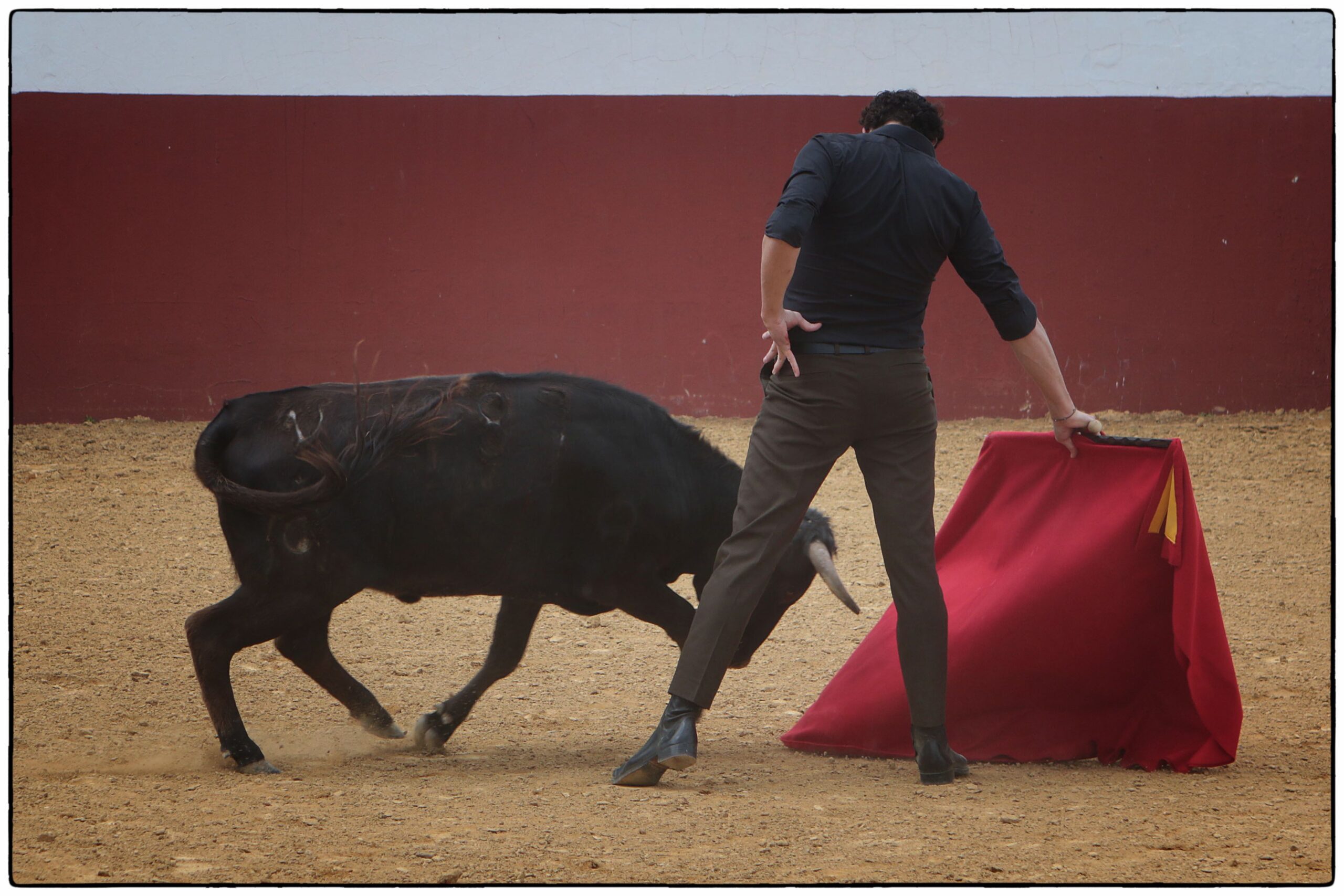 Tentadero en confinamiento en Fuente Ymbro.