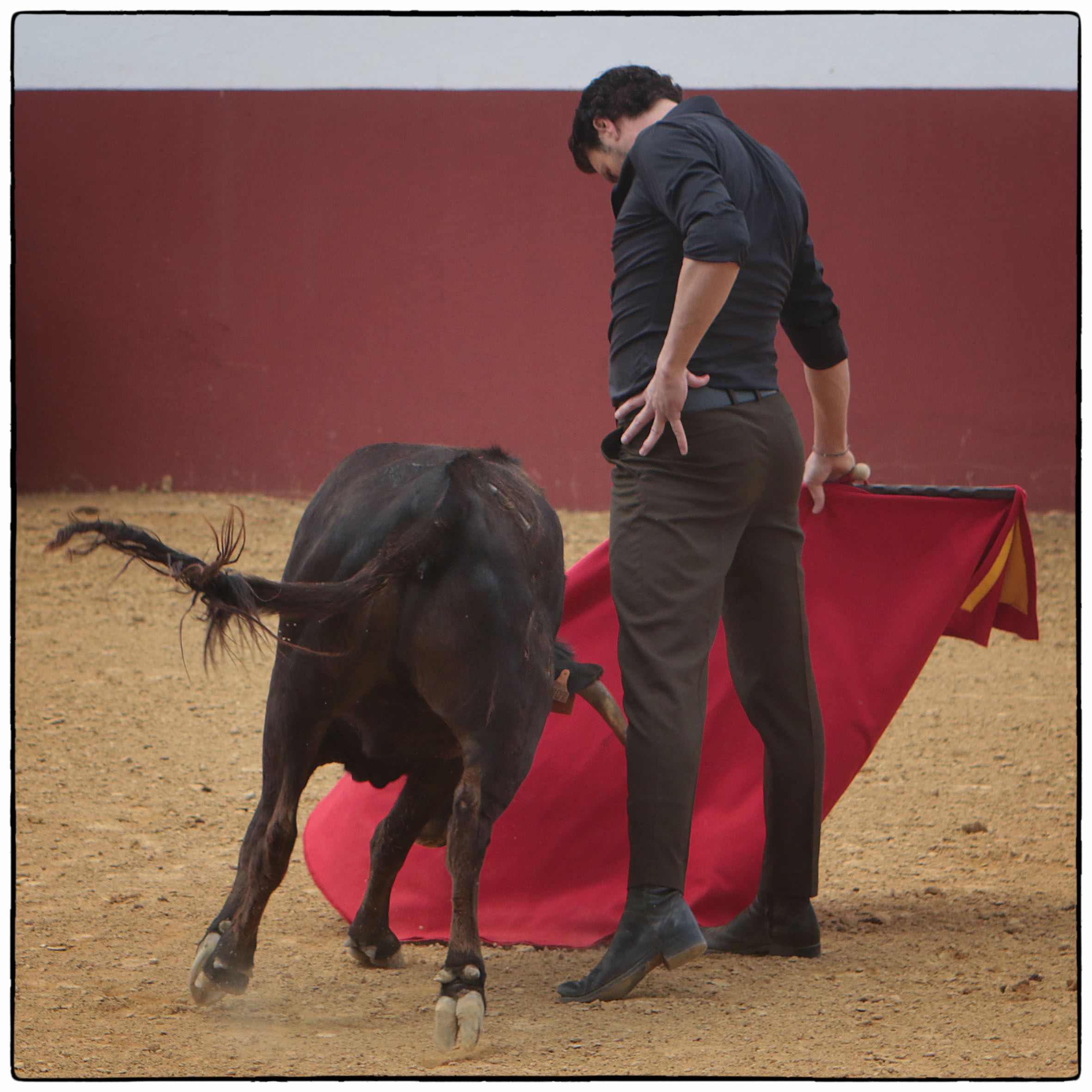 Tentadero en confinamiento en Fuente Ymbro.