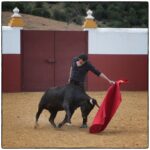 Tentadero en confinamiento en Fuente Ymbro.