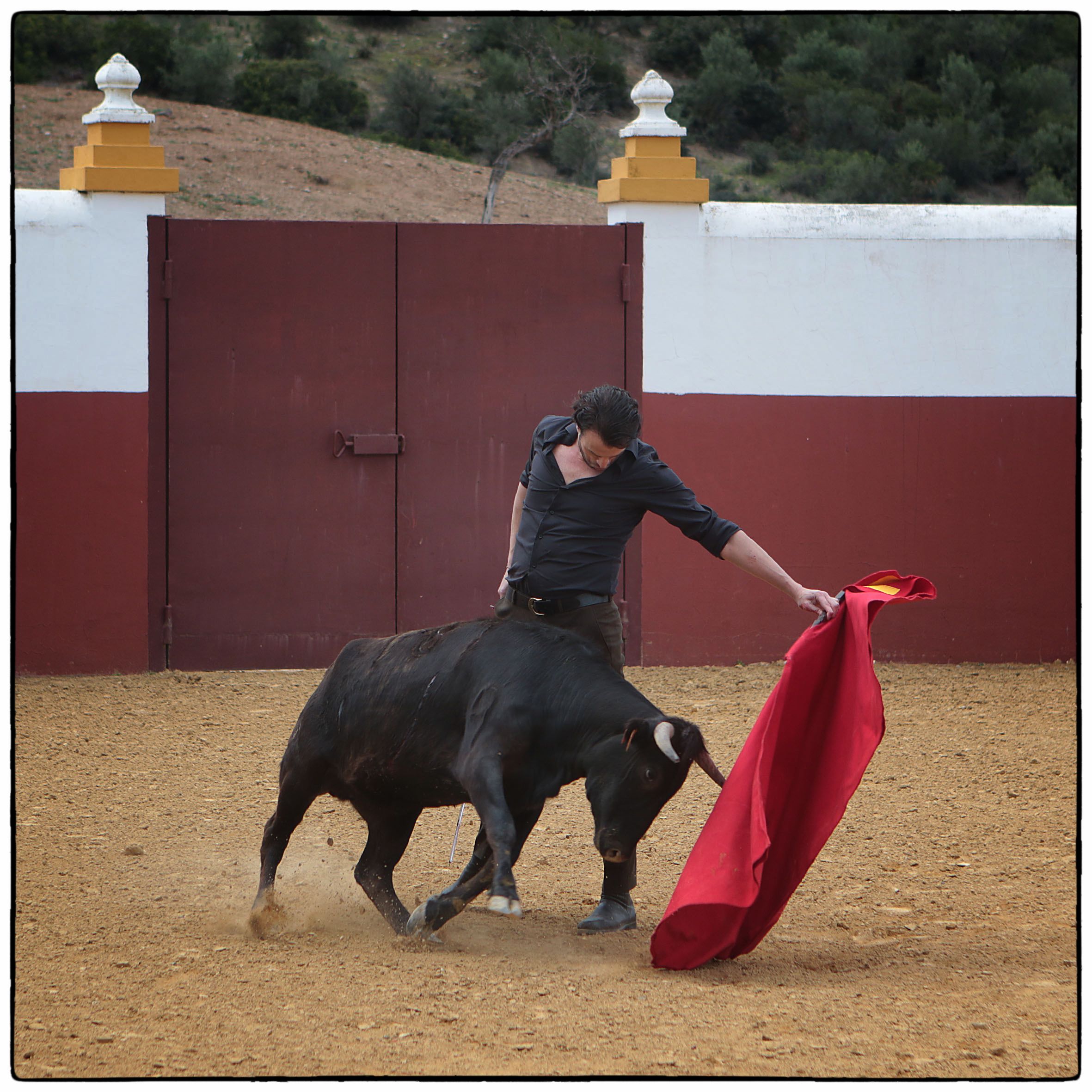 Tentadero en confinamiento en Fuente Ymbro.