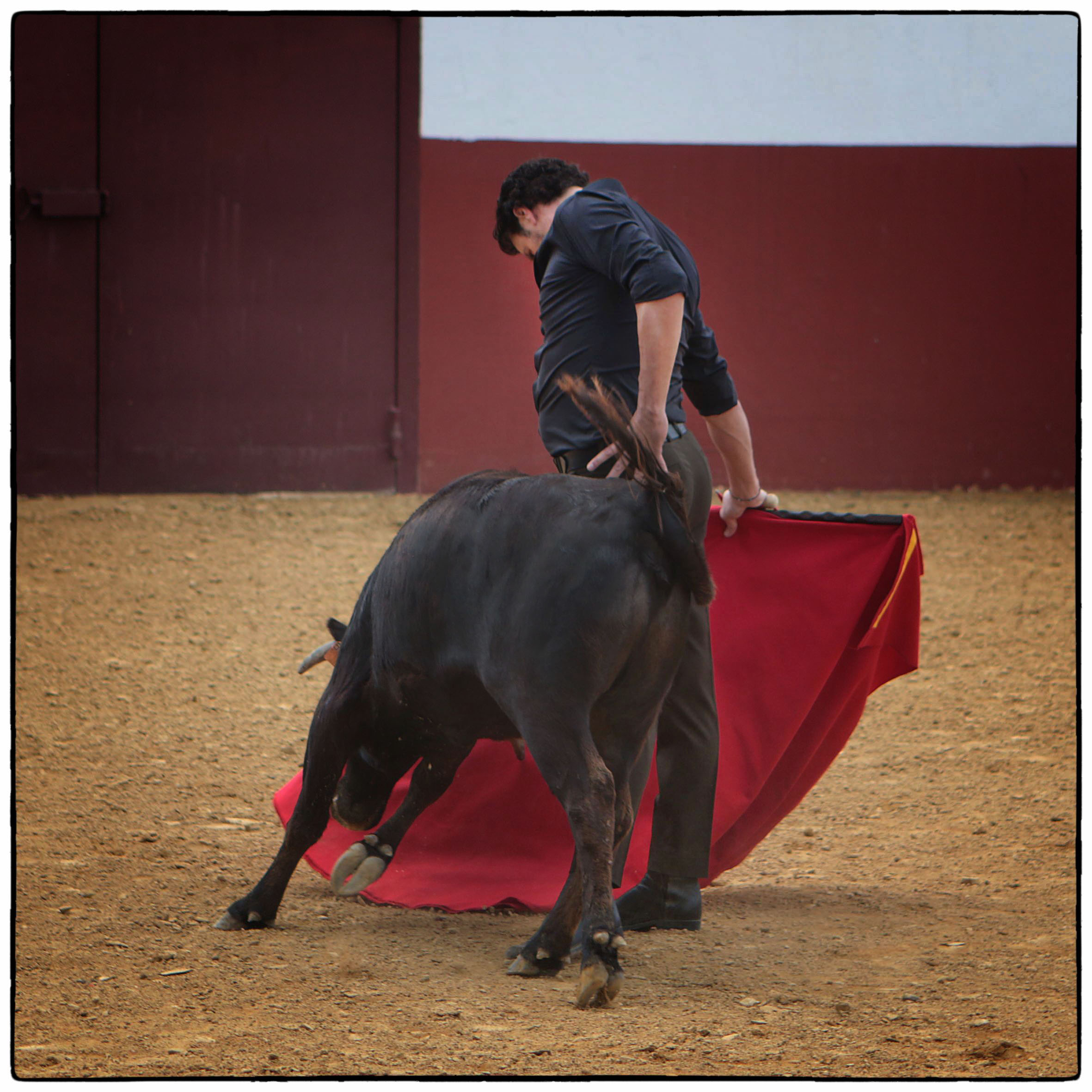 Tentadero en confinamiento en Fuente Ymbro.