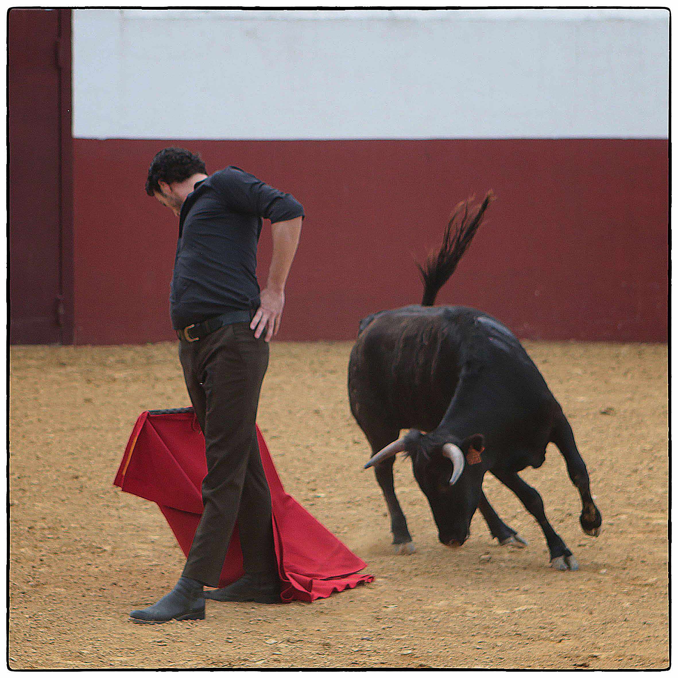 Tentadero en confinamiento en Fuente Ymbro.