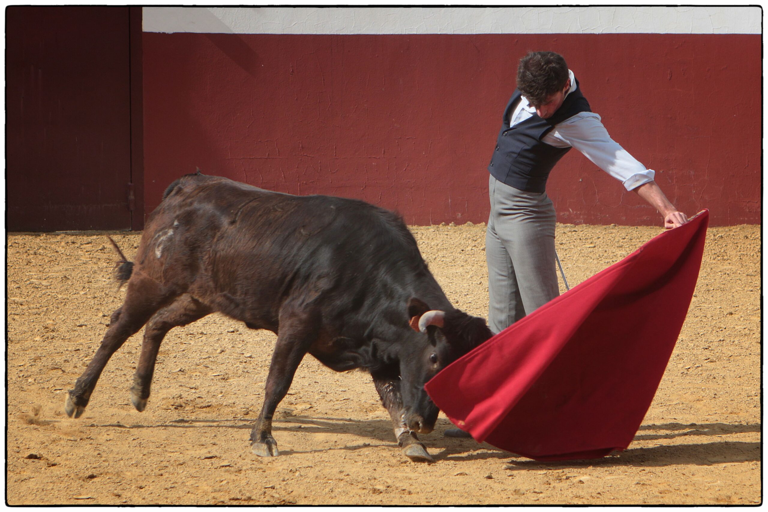 Tentadero en confinamiento en Fuente Ymbro.