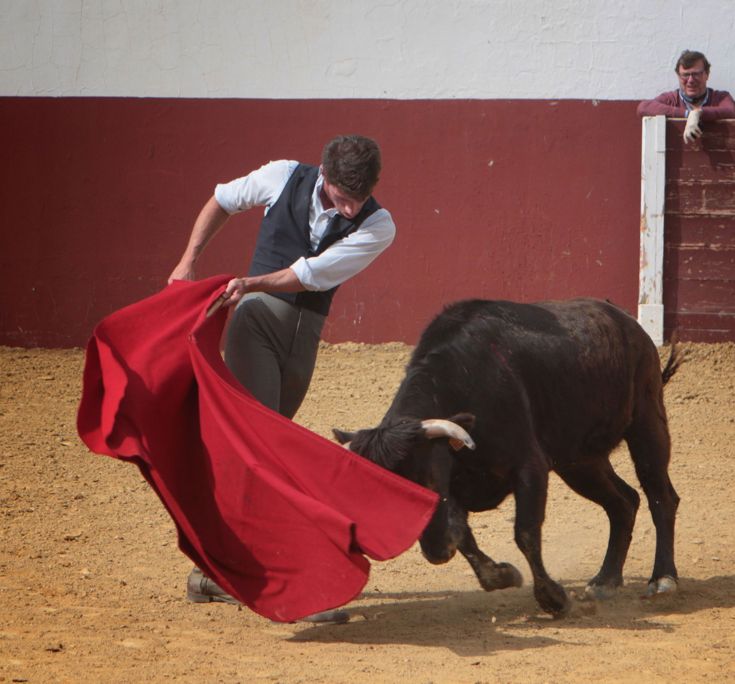 Tentadero en confinamiento en Fuente Ymbro.