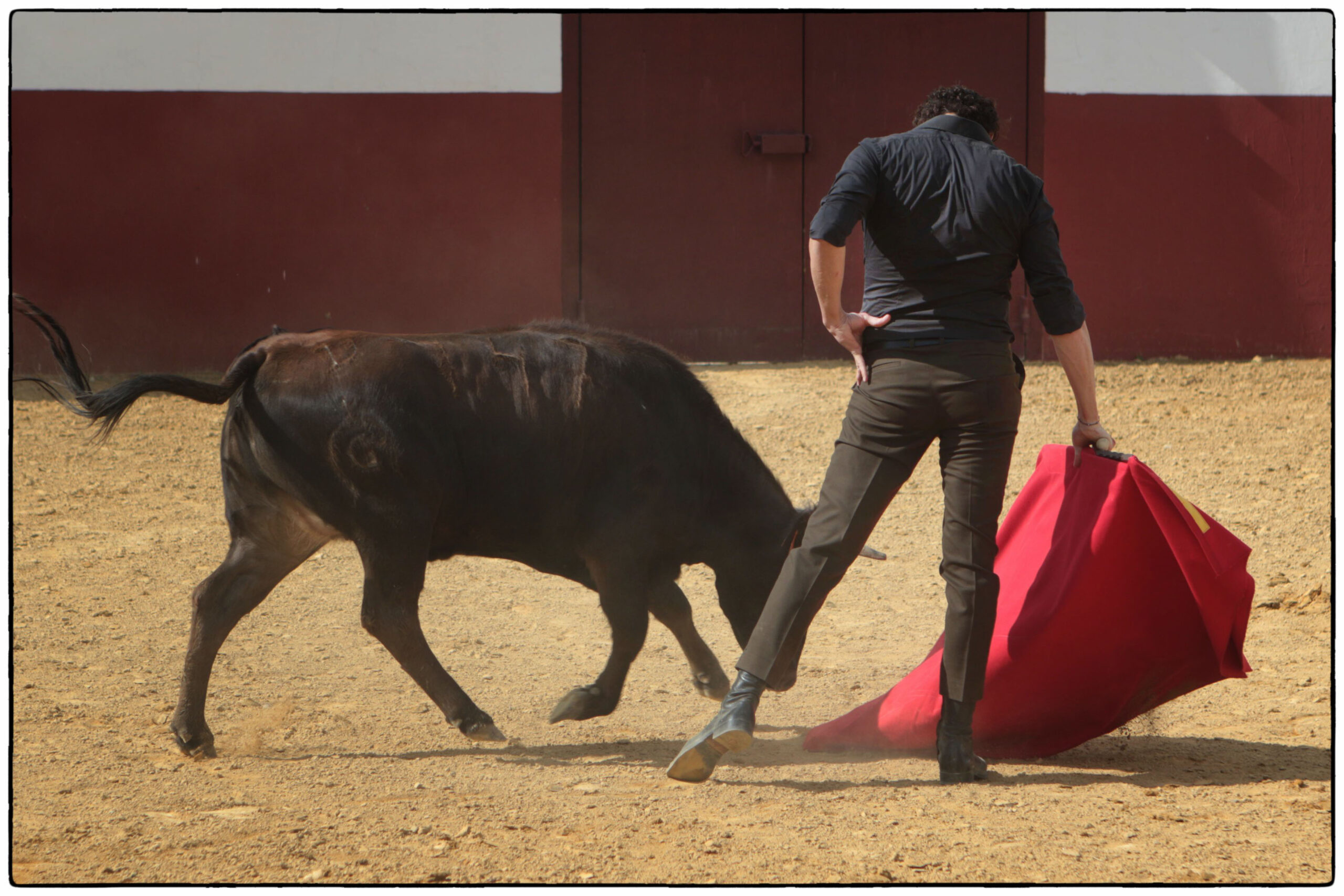 Tentadero en confinamiento en Fuente Ymbro.