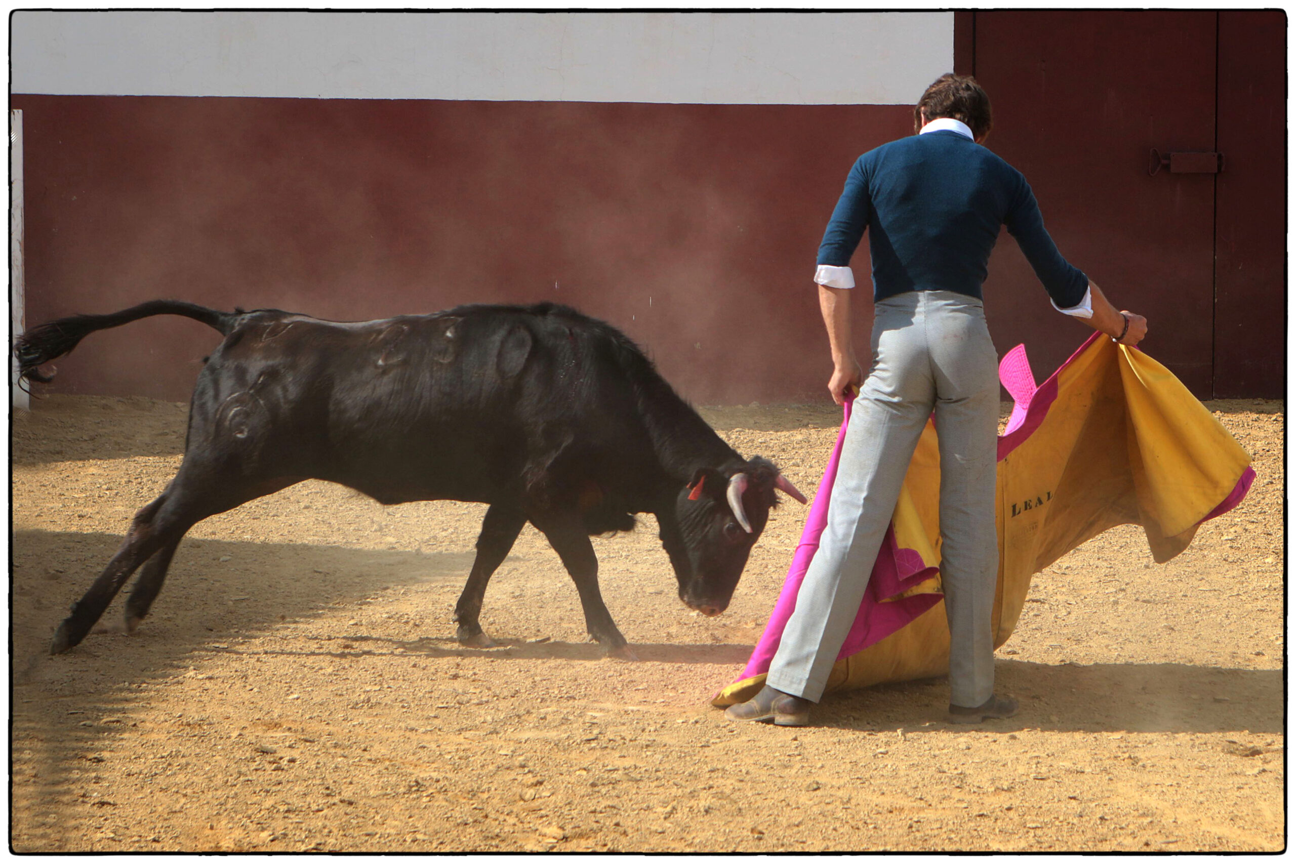Tentadero en confinamiento en Fuente Ymbro.