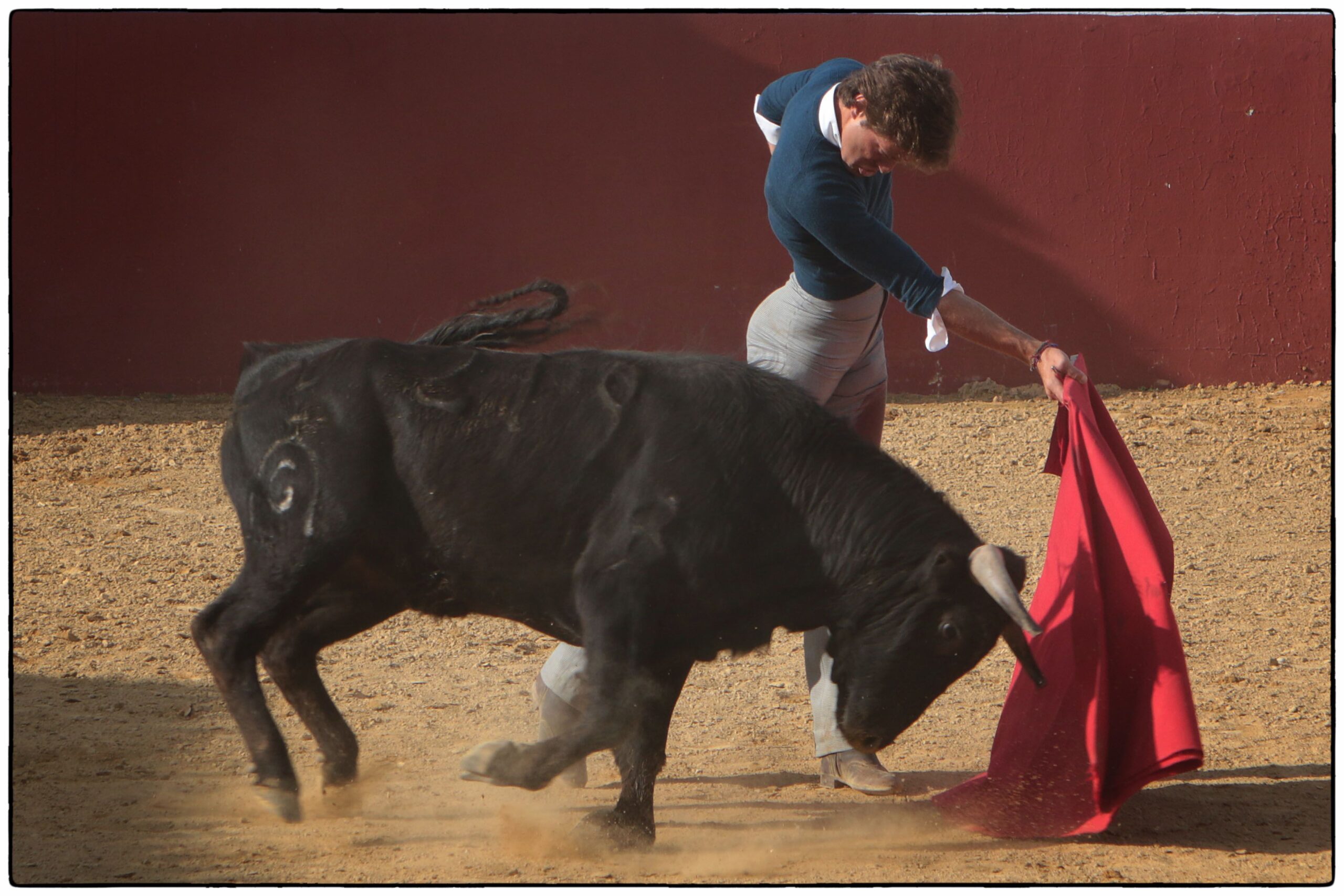 Tentadero en confinamiento en Fuente Ymbro.