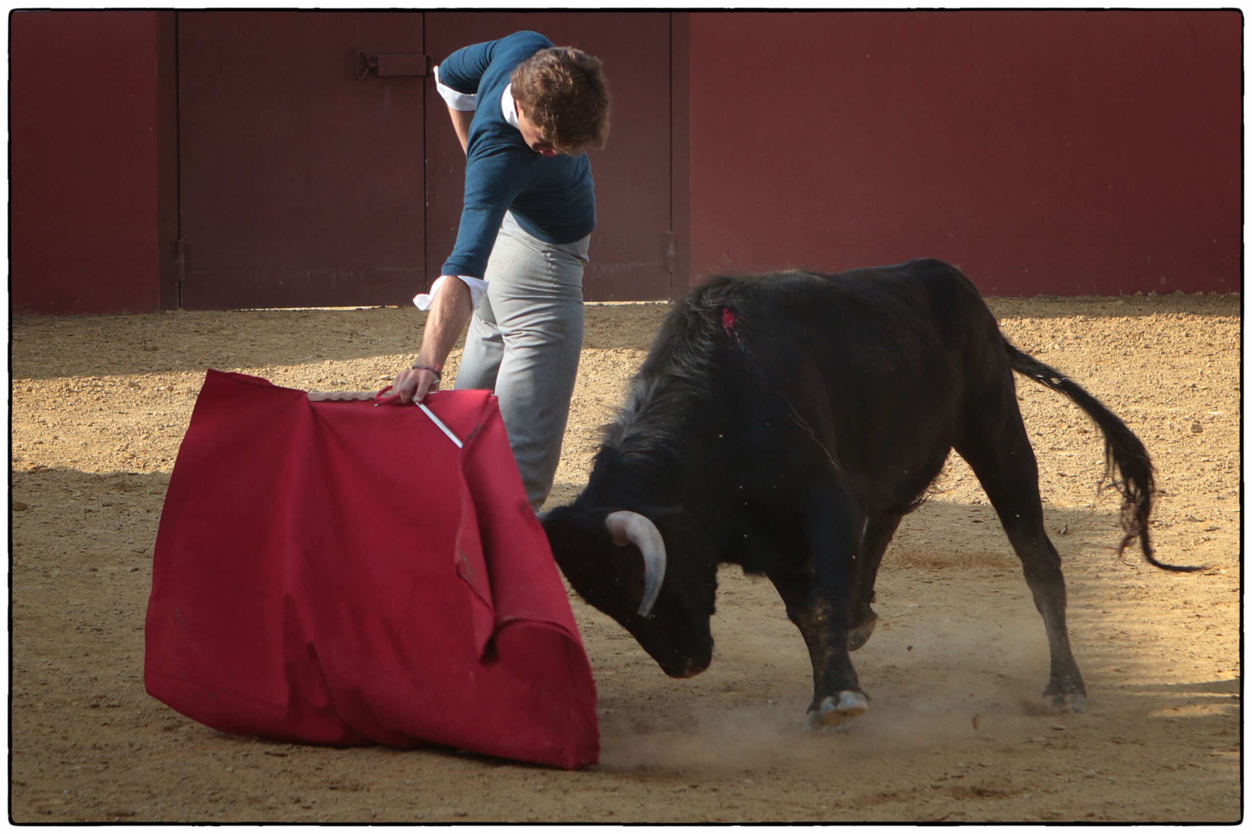 Tentadero en confinamiento en Fuente Ymbro.