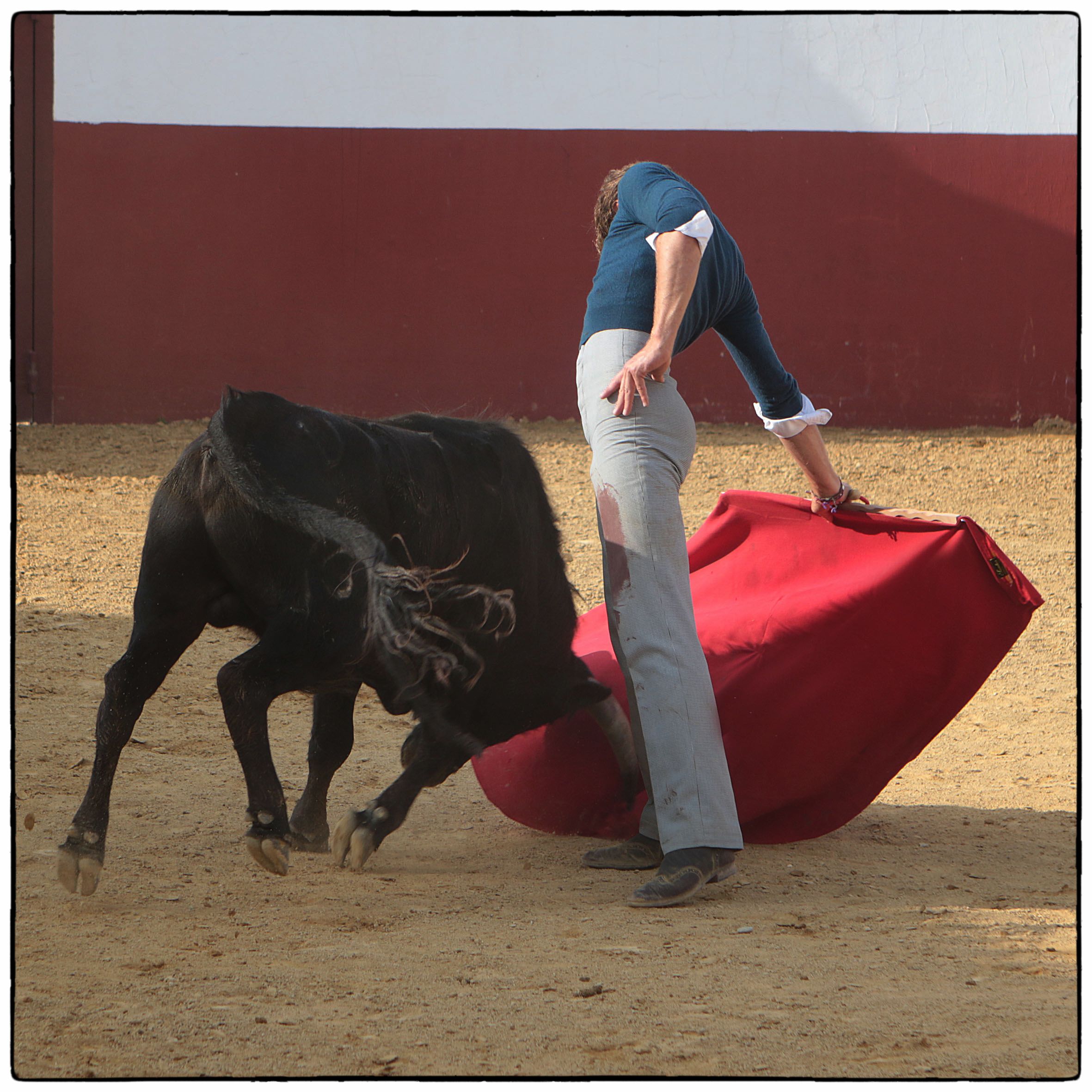 Tentadero en confinamiento en Fuente Ymbro.