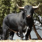 Los Maños. Camada 2020