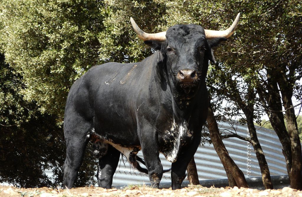 Los Maños. Camada 2020