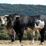 Los Maños. Camada 2020