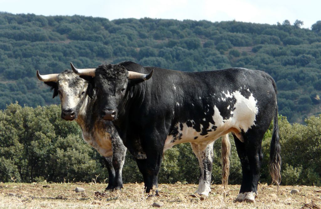 Los Maños. Camada 2020