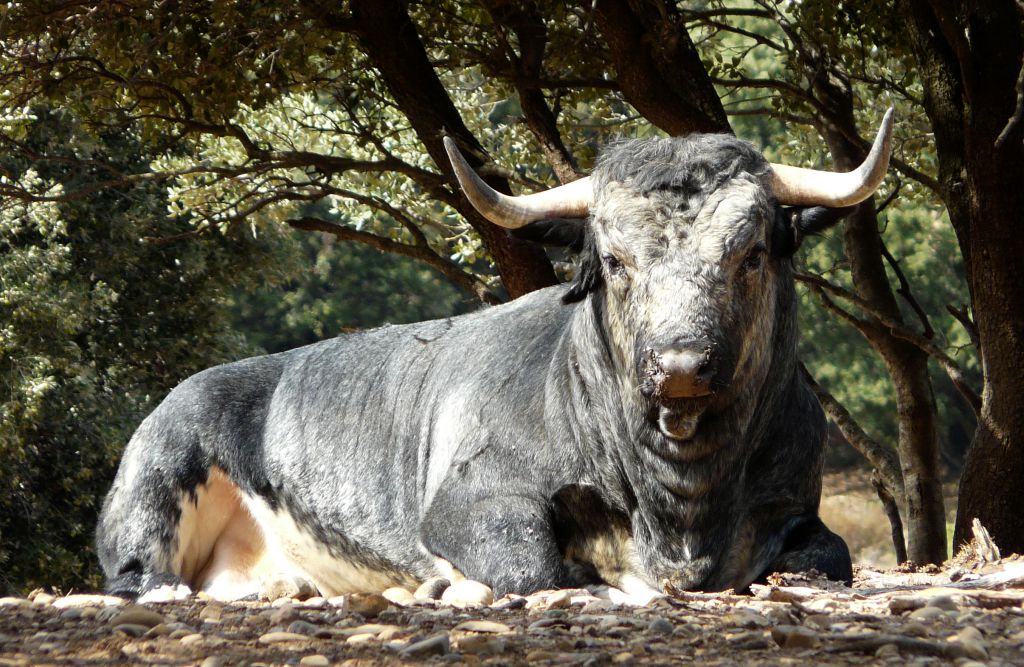 Los Maños. Camada 2020
