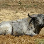 Los Maños. Camada 2020