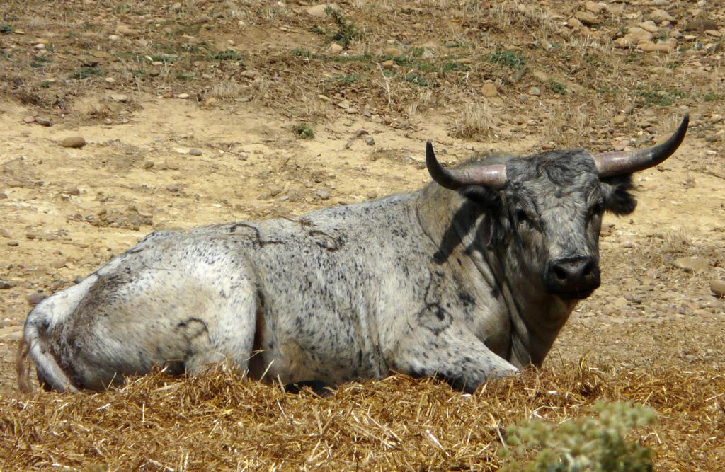 Los Maños. Camada 2020