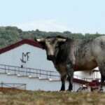 Los Maños. Camada 2020