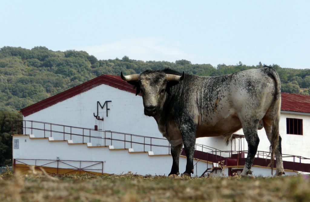 Los Maños. Camada 2020