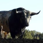 Los Maños. Camada 2020