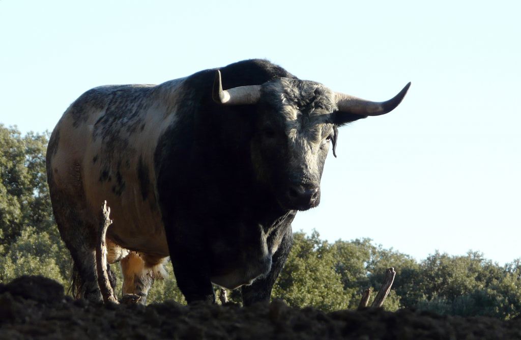 Los Maños. Camada 2020