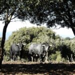 Los Maños. Camada 2020