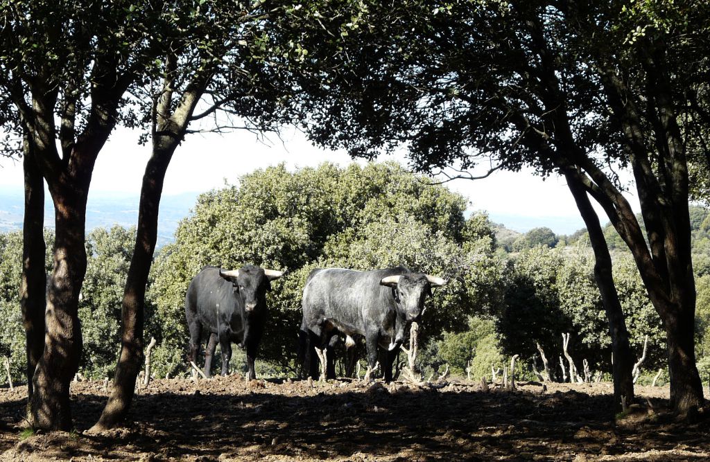 Los Maños. Camada 2020