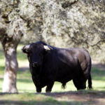 Camada de Albarreal para 2020