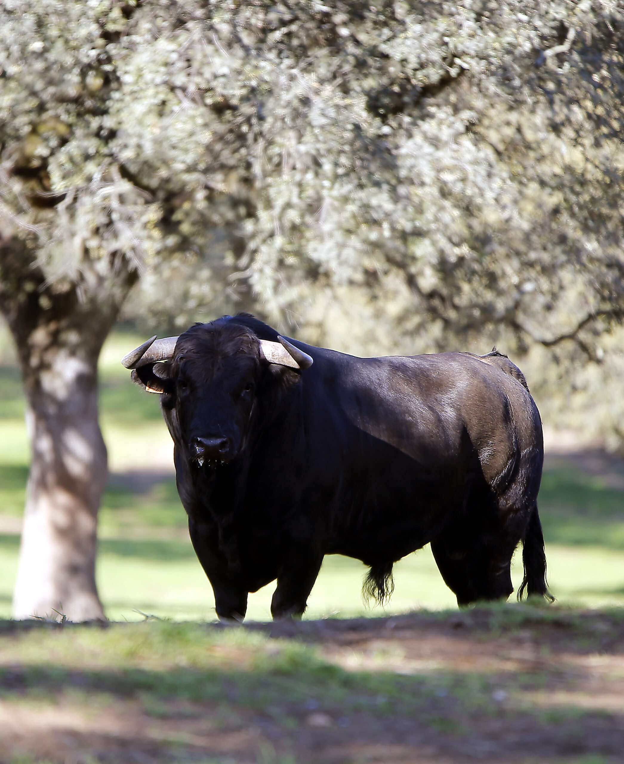 Camada de Albarreal para 2020