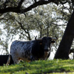 Camada de Albarreal para 2020