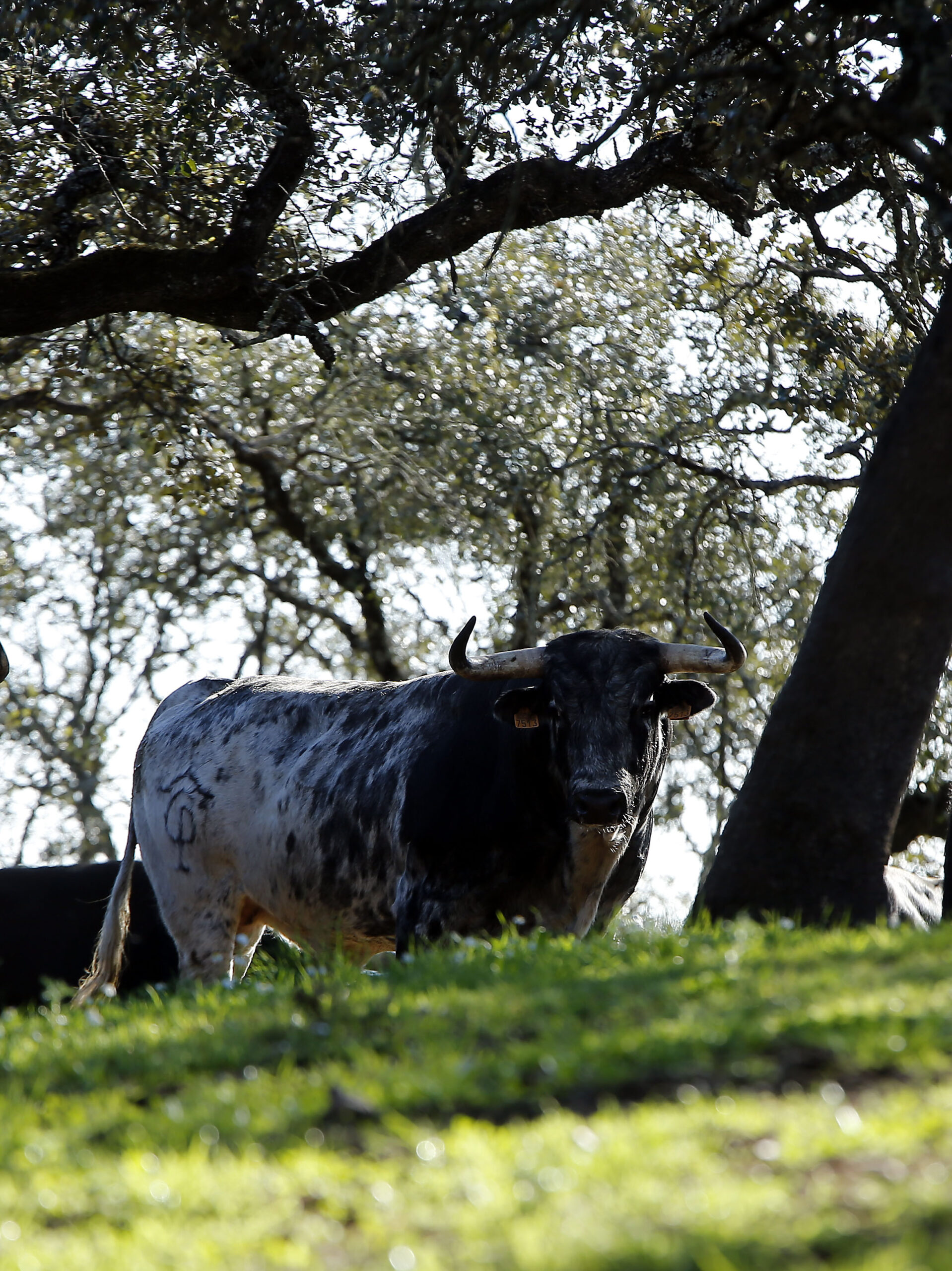 Camada de Albarreal para 2020