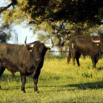 Camada de Albarreal para 2020