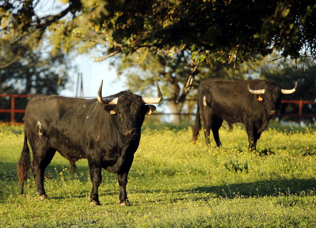 Camada de Albarreal para 2020