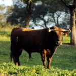 Camada de Albarreal para 2020