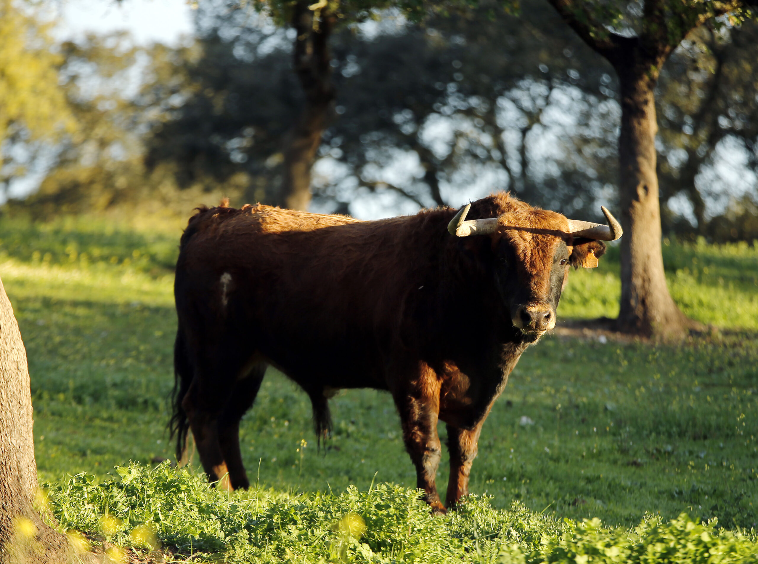 Camada de Albarreal para 2020