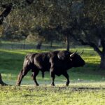 Camada de Albarreal para 2020